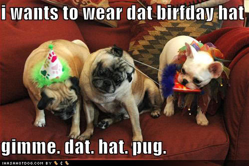 3439d1328895243-happy-birthday-mr-february-funny-dog-pictures-birthday-hats.jpg