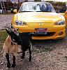 Buy a turbo for your Miata, get a free... goat?!-miatagoat.jpg