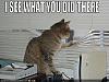 I'm not paying another subscription fee...-funny-pictures-cat-sees-what-you-did.jpg