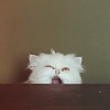 Random Picture &amp; Video Thread *Keep it SFW!*-nvbnr.png