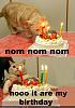 Happy Birthday Mr. February!-funny-pictures-cat-wants-his-birthday-cake.jpg