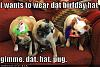Happy Birthday Mr. February!-funny-dog-pictures-birthday-hats.jpg