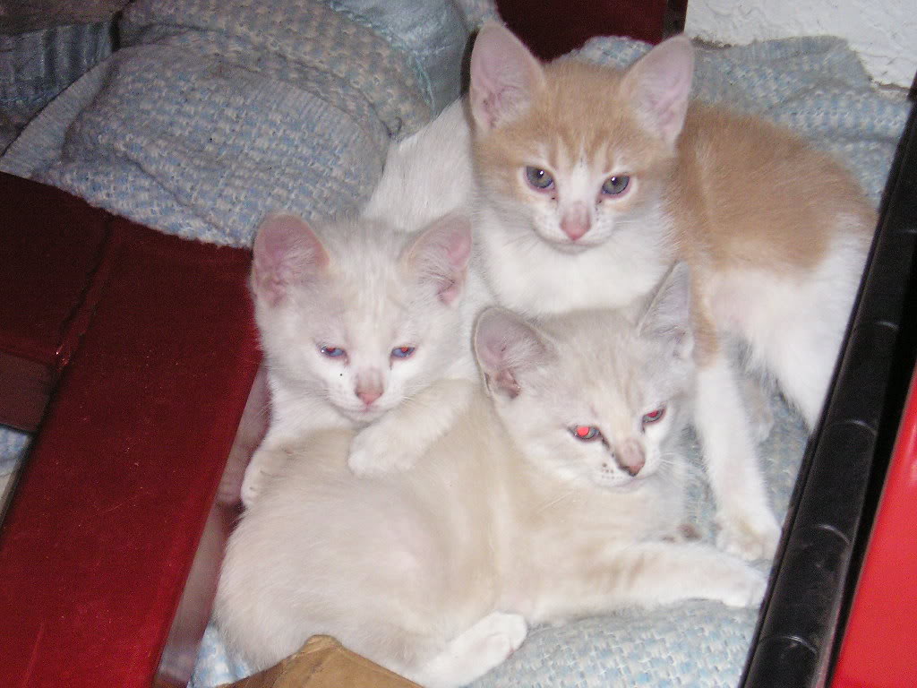 Name:  P1010022.jpg
Views: 54
Size:  111.8 KB