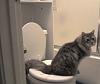post up your cats in here!-gray-toilet.jpg