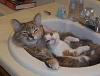 Where the hell is Full Tilt getting these pictures-cats-kitten-sink.jpg